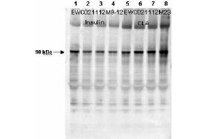 Western Blotting (WB) image for Rat Plasma (Non-Sterile In Sodium Heparin) (ABIN925363) (Rat Plasma (Non-Sterile In Sodium Heparin))