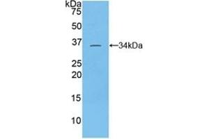 Detection of Recombinant TOR3A, Rat using Polyclonal Antibody to Torsin 3A (TOR3A) (TOR3A antibody  (AA 97-361))