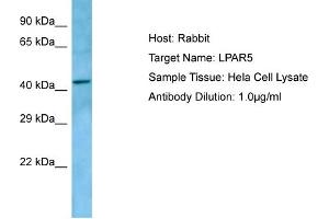 Host: RabbitTarget Name: LPAR5Antibody Dilution: 1. (LPAR5 antibody  (C-Term))