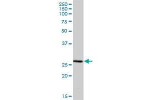 MRPS34 MaxPab polyclonal antibody. (MRPS34 antibody  (AA 1-218))