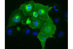 Anti-CD5 mouse monoclonal antibody (ABIN2452892) immunofluorescent staining of COS7 cells transiently transfected by pCMV6-ENTRY CD5 (RC206494). (CD5 antibody)