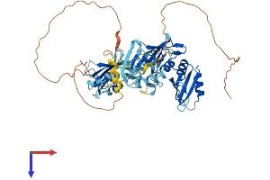 AlphaFold protein structure predicition of Mouse Recombinant Ptbp2 Protein, UniprotID Q91Z31 (PTBP2 Protein (AA 1-531) (His tag))