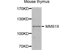 Western blot analysis of extracts of mouse thymus, using MMS19 antibody (ABIN5972834) at 1/1000 dilution. (MMS19 antibody)