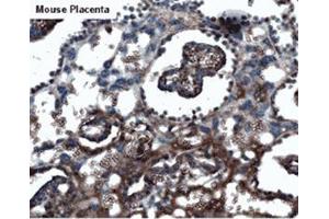 Mouse placenta (KISS1R antibody  (AA 375-398))