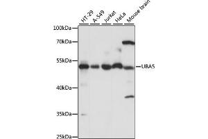 Western blot analysis of extracts of various cell lines, using UB antibody (ABIN7271188) at 1:1000 dilution. (UBA5 antibody  (AA 1-404))