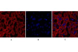 Immunofluorescence analysis of human liver tissue. (CDK2 antibody  (AA 200-280))