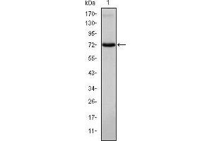 ITK antibody