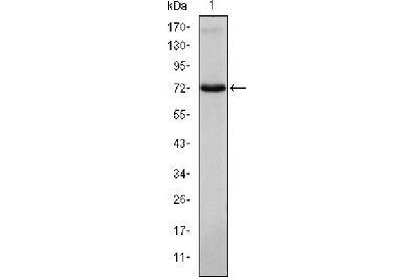 ITK antibody