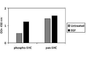 SHC1 ELISA Kit