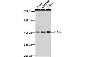 Western blot analysis of extracts of various cell lines, using TF antibody (ABIN7270888) at 1:1000 dilution. (TFAP4 antibody)