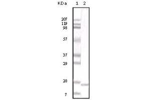 Western Blotting (WB) image for anti-Interleukin 6 (IL6) antibody (ABIN2464071) (IL-6 antibody)