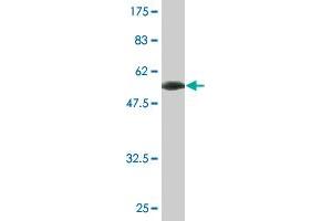 Western Blot detection against Immunogen (57. (RHOXF2 antibody  (AA 1-288))