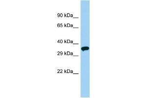 Host: Rabbit Target Name: OR51V1 Sample Type: Placenta lysates Antibody Dilution: 1. (OR51V1 antibody  (C-Term))