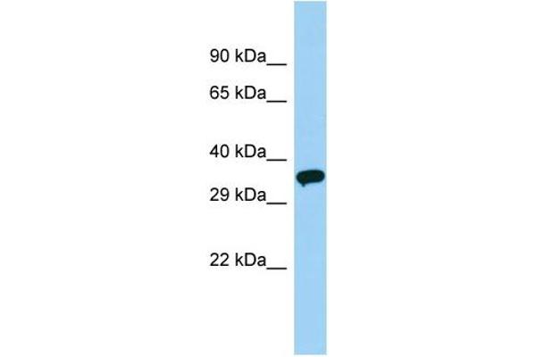 OR51V1 antibody  (C-Term)