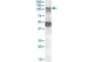 STK11IP polyclonal antibody  (0.