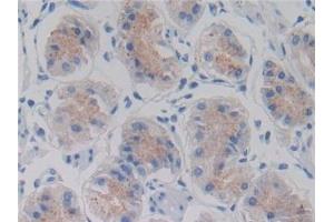 Immunohistochemistry (IHC) image for anti-Anti-Mullerian Hormone (AMH) antibody (ABIN7428011)