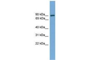Image no. 1 for anti-DEP Domain Containing 1 (DEPDC1) (AA 287-336) antibody (ABIN6745617) (DEPDC1 antibody  (AA 287-336))