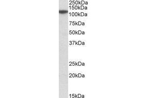 Western Blotting (WB) image for anti-Methylenetetrahydrofolate Dehydrogenase (NADP+ Dependent) 1-Like (MTHFD1L) (AA 535-538) antibody (ABIN2464501) (MTHFD1L antibody  (AA 535-538))