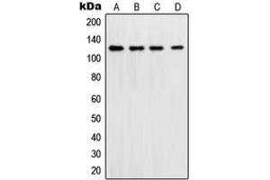 Western Blotting (WB) image for anti-Polymerase (DNA Directed), delta 1, Catalytic Subunit 125kDa (POLD1) (C-Term) antibody (ABIN7296632)