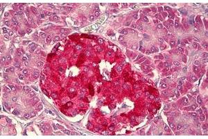 Anti-HCN1 antibody IHC staining of human pancreas, islets of Langerhans.