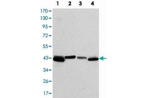 Western blot analysis using KRT19 monoclonal antibody, clone 4E8  against T-47D (1) , MCF-7 (2) , HepG2 (3) and SW-620 (4) cell lysate.
