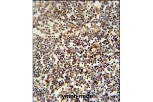LAPTM5 antibody immunohistochemistry analysis in formalin fixed and paraffin embedded human lymph node followed by peroxidase conjugation of the secondary antibody and DAB staining. (LAPTM5 antibody  (N-Term))