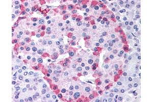 Anti-GLP1R antibody IHC of human pancreas.