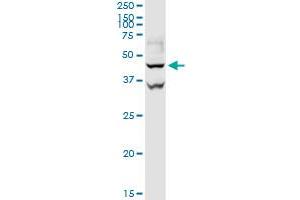 GOT1 MaxPab rabbit polyclonal antibody. (GOT1 antibody  (AA 1-413))