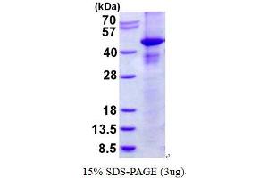 Image no. 1 for Ras Association (RalGDS/AF-6) Domain Family Member 1 (RASSF1) protein (His tag) (ABIN1098704) (RASSF1 Protein (His tag))