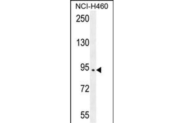 SPARCL1 Antikörper  (AA 208-236)