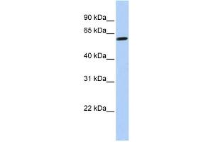 WB Suggested Anti-TEKT4 Antibody Titration: 0. (Tektin 4 antibody  (N-Term))