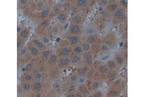 Figure. (AMIGO1 antibody  (AA 28-372))