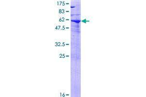 SPG21 Protein (AA 1-308) (GST tag)