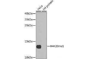 Western blot analysis of extracts of various cell lines using MonoMethyl-Histone H4-K20 Polyclonal Antibody. (Histone H4 antibody  (meLys20))