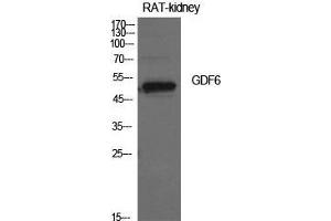 Western Blot (WB) analysis of Rat Kidney cells using GDF-6 Polyclonal Antibody. (GDF6 antibody  (Internal Region))