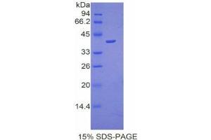 SDS-PAGE (SDS) image for Cathepsin D (CTSD) (AA 66-410) protein (His tag) (ABIN1878225) (Cathepsin D Protein (CTSD) (AA 66-410) (His tag))