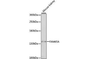 Western blot analysis of extracts of mouse kidney, using FA antibody (ABIN7267119) at 1:1000 dilution. (FAM65A antibody  (AA 1004-1223))
