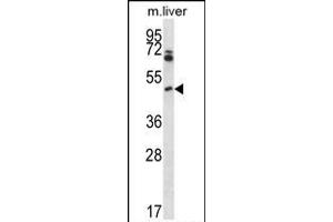 Mouse Pim1 Antibody (C-term) (ABIN657998 and ABIN2846943) western blot analysis in mouse liver tissue lysates (35 μg/lane). (PIM1 antibody  (C-Term))