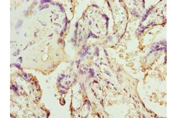 SLC12A4 antibody  (AA 601-900)