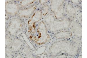 Immunoperoxidase of monoclonal antibody to ESM1 on formalin-fixed paraffin-embedded human kidney. (ESM1 antibody  (AA 85-184))