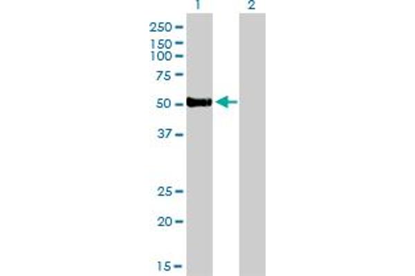 FOXA2 antibody  (AA 363-457)