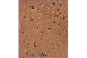 Formalin-fixed and paraffin-embedded human brain reacted with HSP Antibody (Center), which was peroxidase-conjugated to the secondary antibody, followed by DAB staining. (BRISC and BRCA1 A Complex Member 1 (BABAM1) (AA 116-143) antibody)