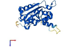 three Prime Repair Exonuclease 2 (Trex2) (AA 1-236) protein (His tag)