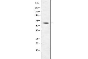 Western blot analysis of POLA2 using HuvEc whole cell lysates (POLA2 antibody  (Internal Region))