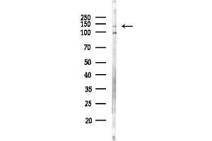 anti-SREBF chaperone (SCAP) (Internal Region) antibody