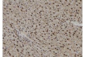 ABIN6273051 at 1/100 staining Mouse liver tissue by IHC-P. (Importin 4 antibody  (Internal Region))