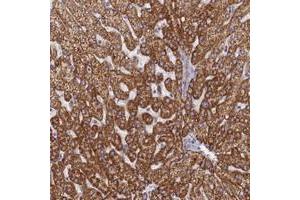 Immunohistochemical staining of human liver with TMEM30B polyclonal antibody  shows strong cytoplasmic positivity in hepatocytes at 1:50-1:200 dilution. (TMEM30B antibody)
