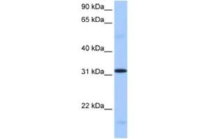 Western Blotting (WB) image for anti-serine/arginine-Rich Splicing Factor 10 (SRSF10) antibody (ABIN2462322) (SRSF10 antibody)