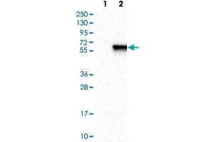 Western Blot analysis of Lane 1: negative control (vector only transfected HEK293T cell lysate) and Lane 2: over-expression lysate (co-expressed with a C-terminal myc-DDK tag in mammalian HEK293T cells) with ZIC1 polyclonal antibody . (ZIC1 antibody)