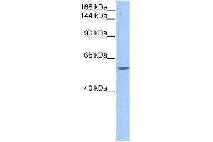 DLC1 antibody used at 0. (DLC1 antibody  (C-Term))
